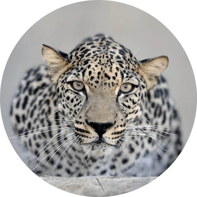 Arabian Leopard Conservation T-Shirt